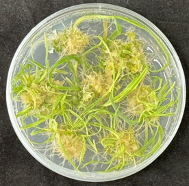 Fielder-TaGFR4-GIF1 overexpression phenotype