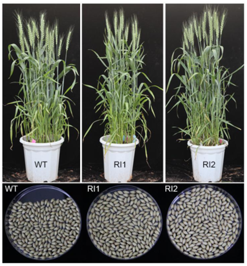 TaGW2 RNAi line phenotype