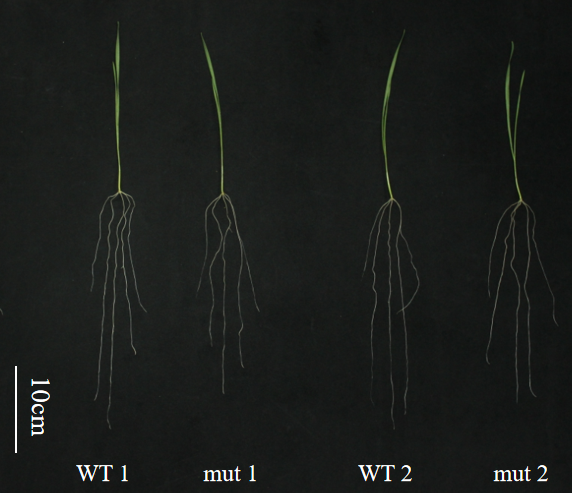 F-box EMS mutant phenotype