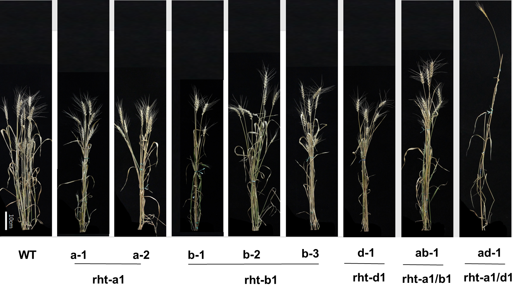 Phenotype of Rht single, double and triple mutants
