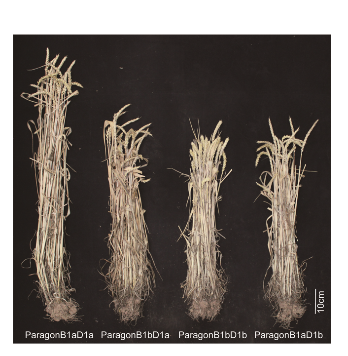 Phenotype of Rht near-isogenic lines 