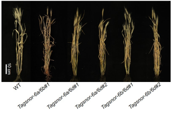 Tagsnor double mutant phenotype