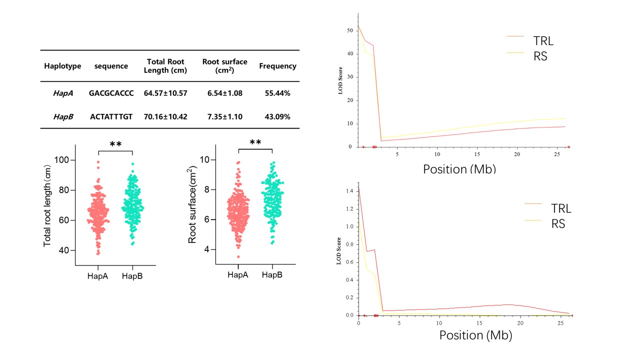 xiuyun ma ☆ 繁栄双龍No.002（天眼石パーツ） – 天然石の店 ふうちゃん