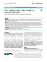 BRS1 mediates plant redox regulation and cold responses